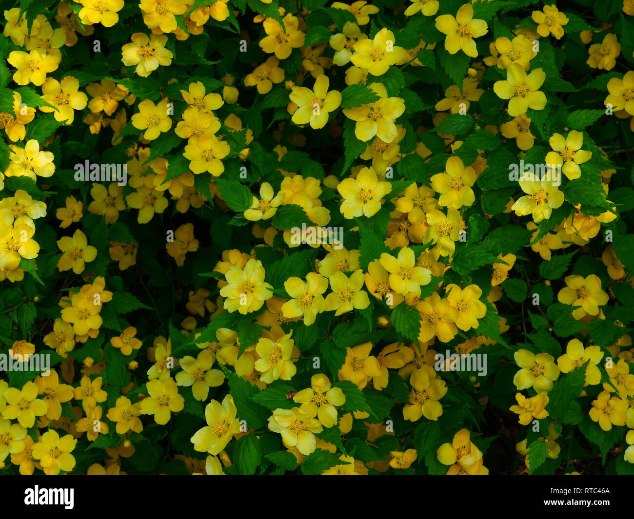 Masse di fiori gialli in crescita sulla pianta di giardino Kerria japonica o giapponese rosa nella stagione primaverile, insieme con fresche foglie verdi. Foto Stock