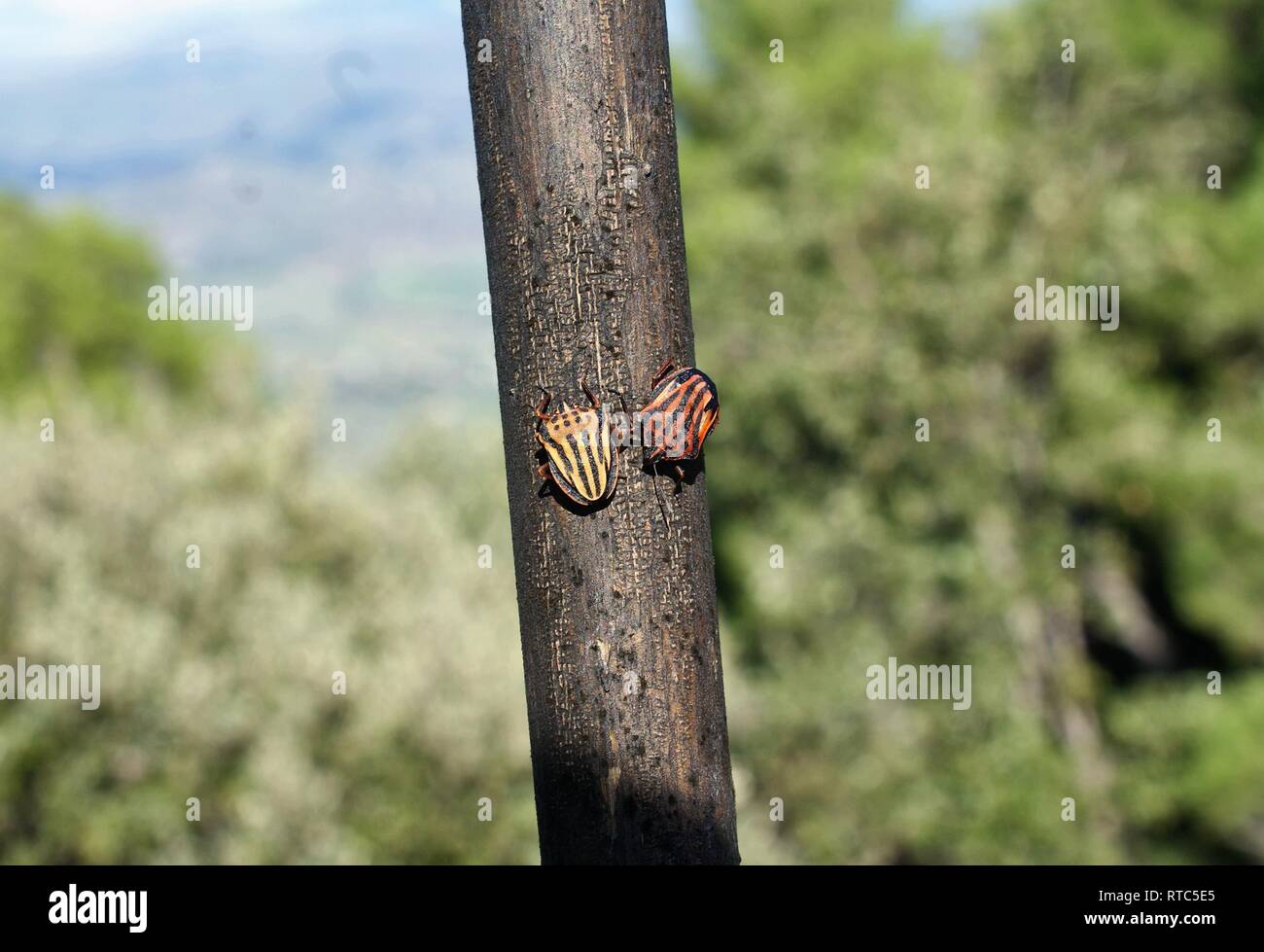 Graphosoma lineatum. Striped bug. Menestrello bug. Foto Stock