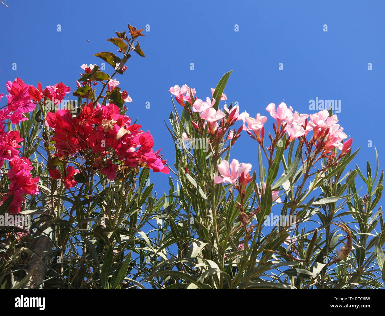 Spruzzi di tropical rosso e rosa fiori di bouganville e oleandro contro un canaria di cielo blu brillante. Foto Stock