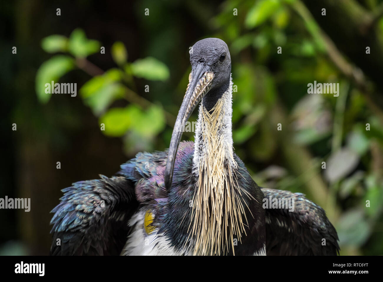 La paglia di colli, Ibis Threskiornis spinicollis è un uccello di ibis e la spatola famiglia Threskiornithidae. Foto Stock