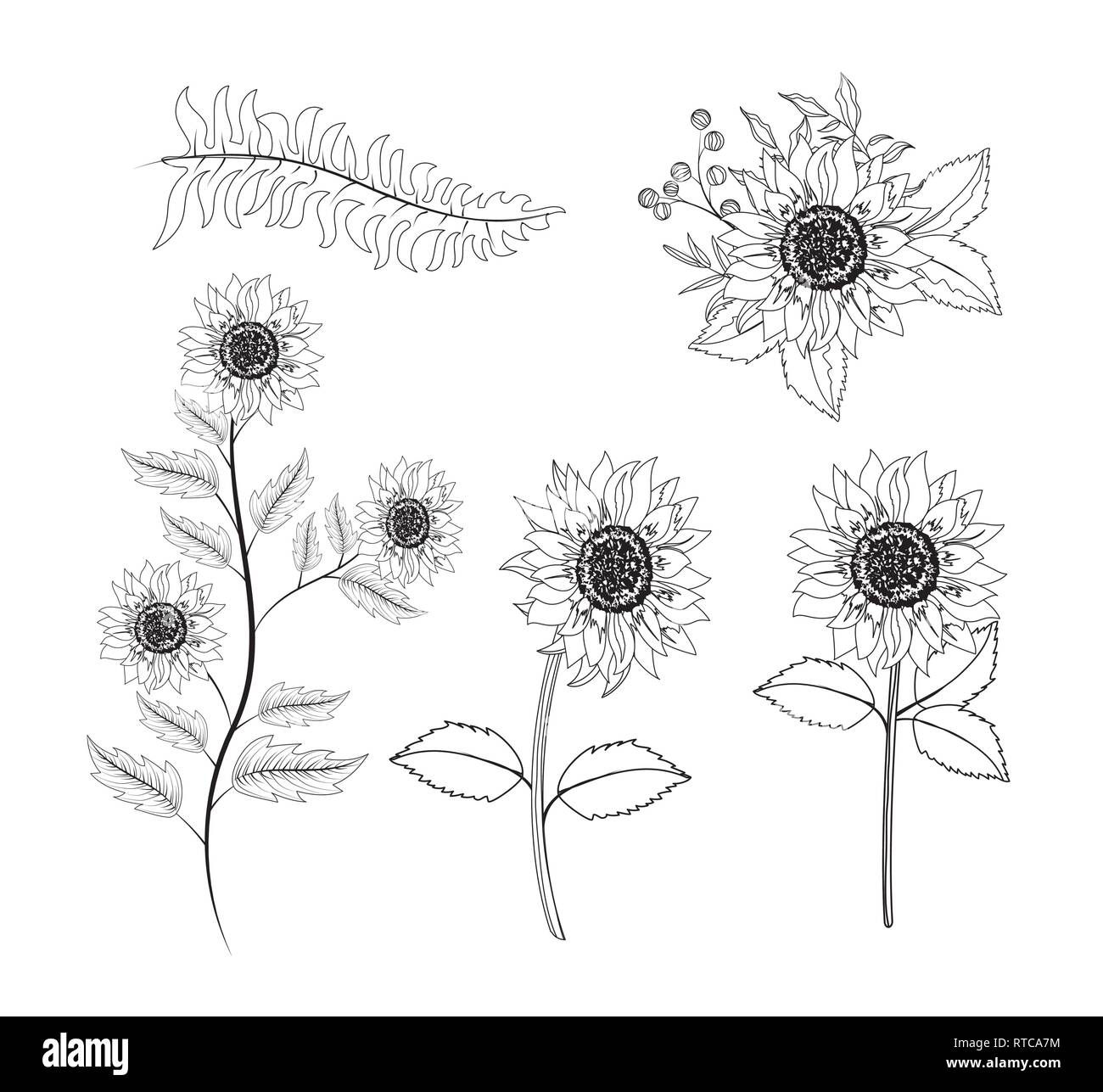 foglie di girasoli - 7 Impostare il girasole piante con foglie di rami Immagine e Vettoriale - Alamy