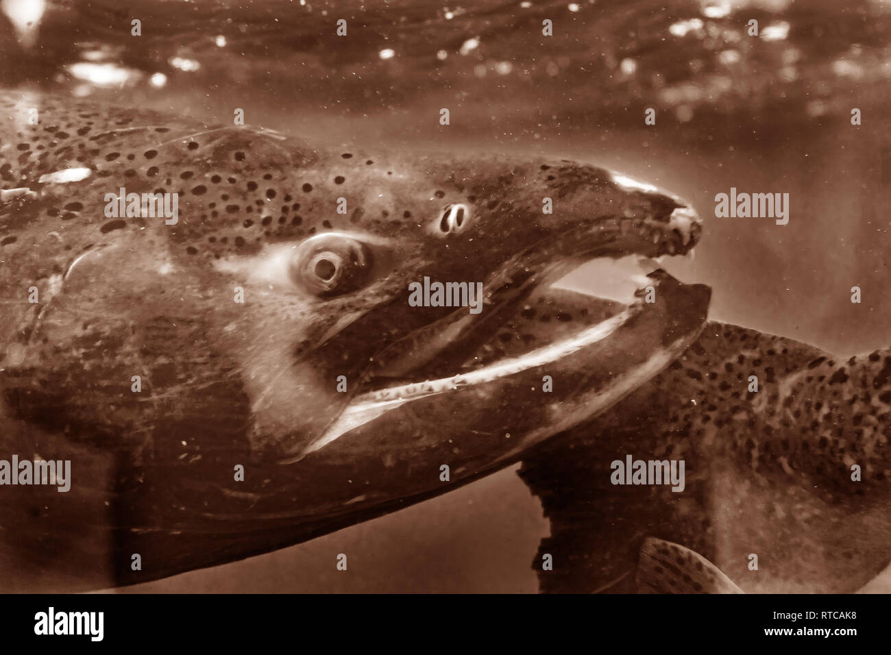 Salmon Oncorhynchus tshawytscha Issaquah incubatoio Washington. Salmone swim up Issaquah creek dal mare a tornare a casa in incubatoio.. Foto Stock Salmon Oncorhynchus tshawytscha Issaquah incubatoio Washington. Salmone swim up Issaquah creek dal mare a tornare a casa in incubatoio.. Foto Stock