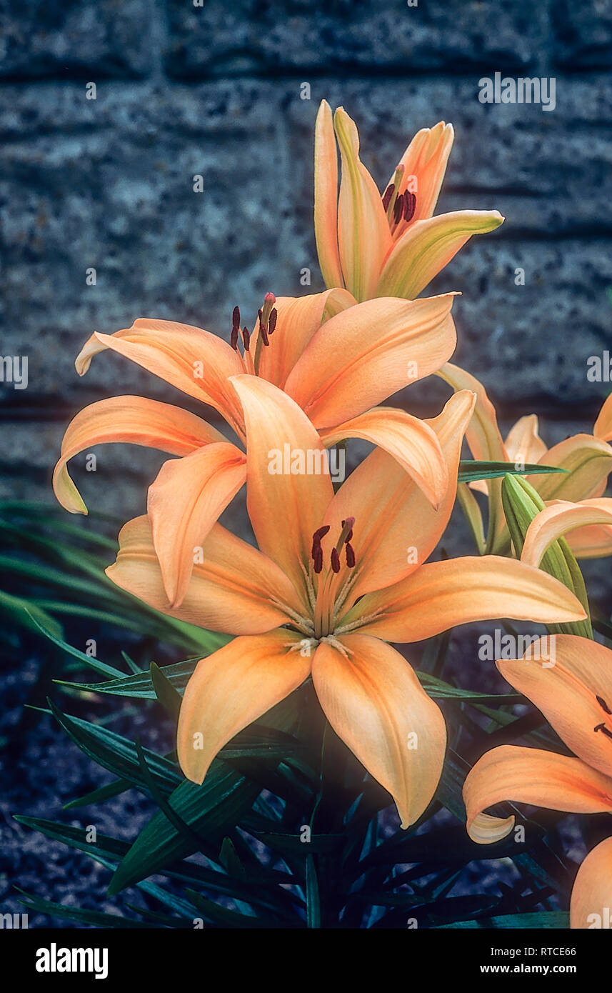 Una divisione 7d (orientale) Ibrido Lillium albicocca mostra lo stigma e stame e albicocca tepals. Ideale per la crescita in bordi e sul cortile in vasche. Foto Stock