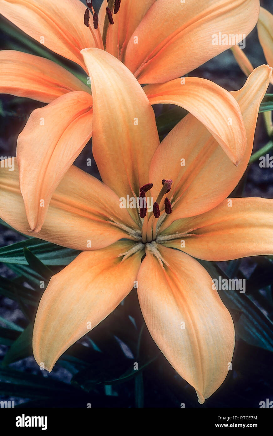 Una divisione 7d (orientale) Ibrido Lillium albicocca mostra close up della stigmatizzazione e stame ideale per la crescita in bordi e sul cortile in vasche. Foto Stock