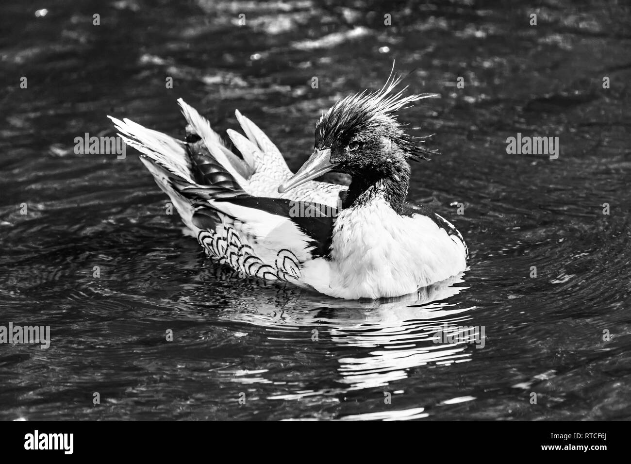 Facciata squamosa Merganser Merganser cinesi maschi di anatra Mergus squamatus Nuoto Refletion Washiington Seattle Foto Stock