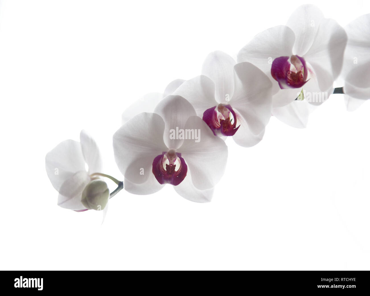 White Orchid Phalaenopsis (Moth Orchid) con centro rosa contro uno sfondo bianco Foto Stock