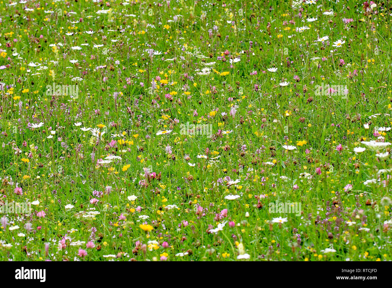 Un sacco di diversi fiori di montagna su erba verde base Foto Stock