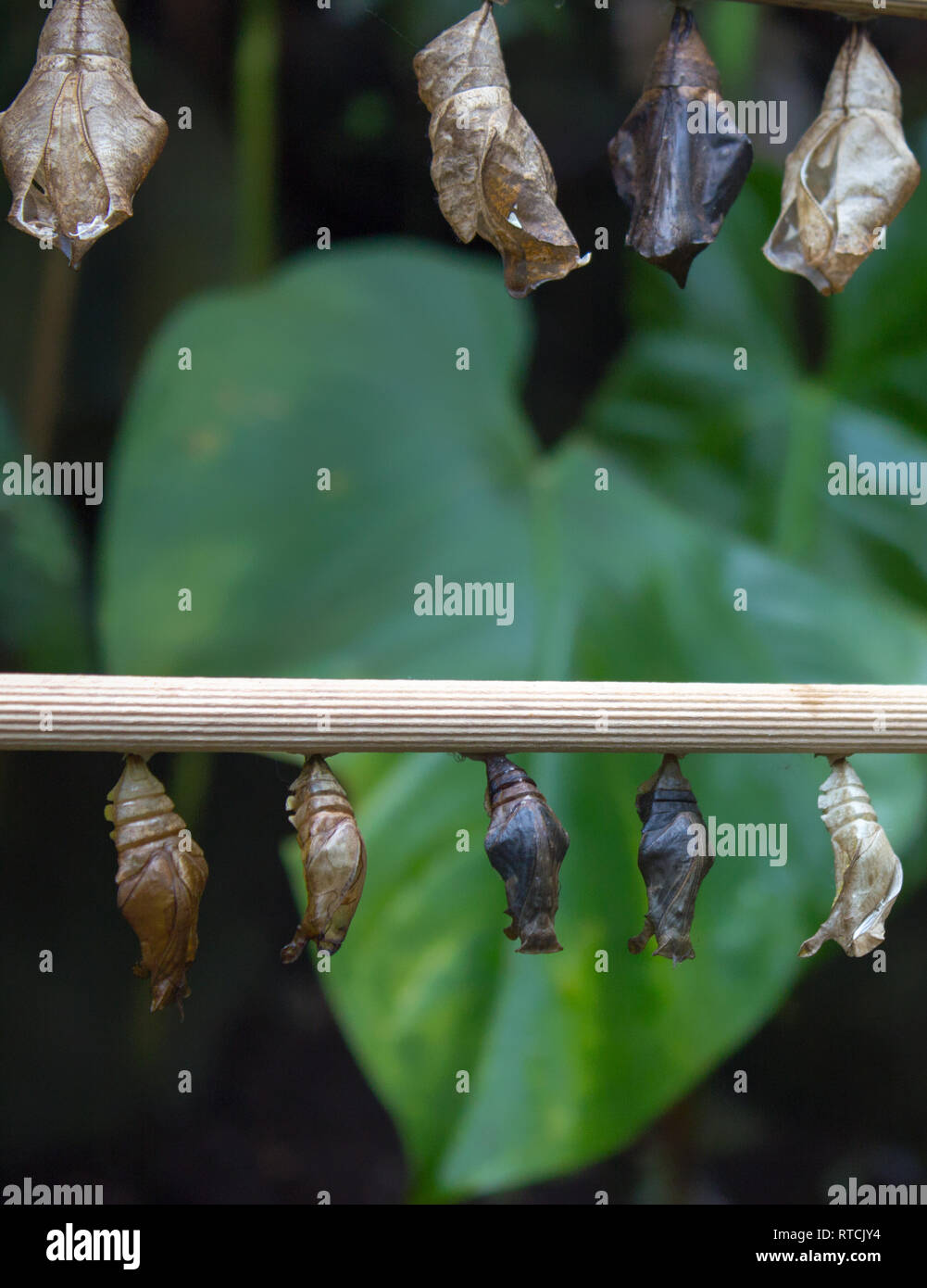 Bozzoli di farfalla sul legno. Sullo sfondo è verde foglia. Foto Stock