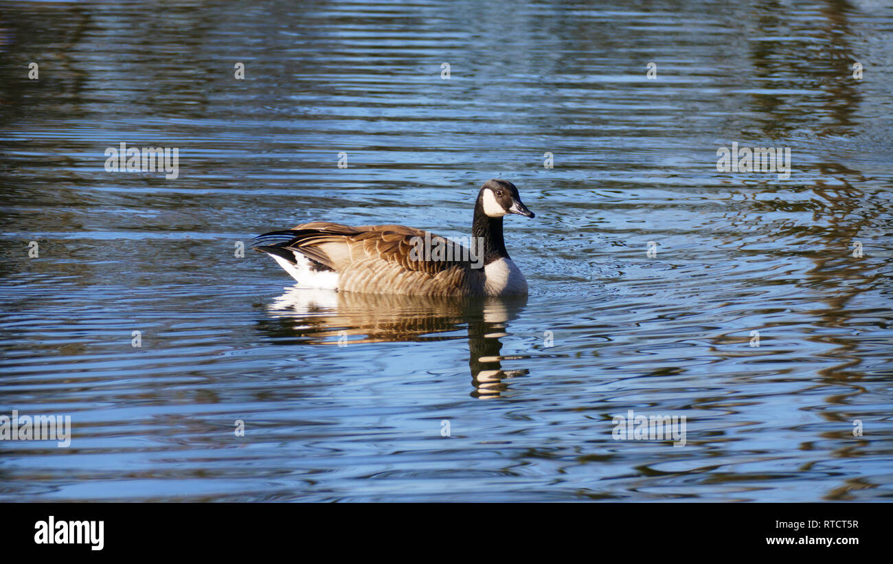 Kanadische Gans schwimmt auf einem vedere in der Sonne Foto Stock