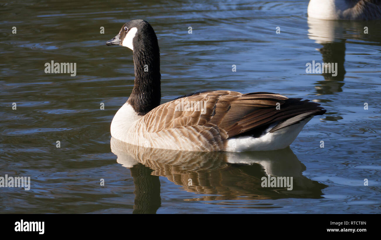 Kanadische Gans schwimmt auf einem vedere in der Sonne Foto Stock