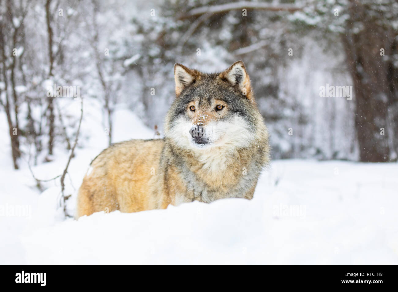 Bella wolf in piedi nella neve nella splendida foresta di inverno Foto Stock