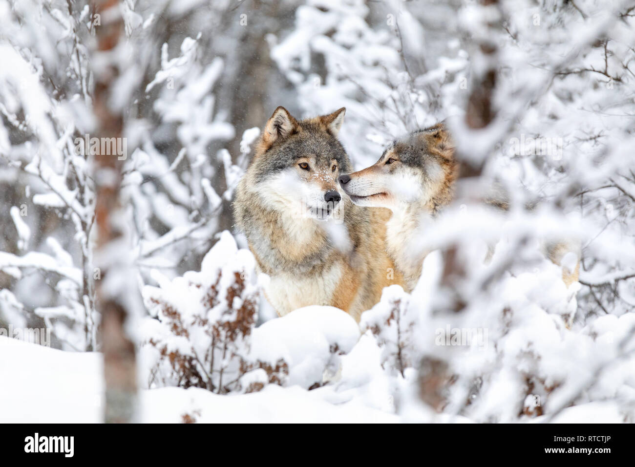 Due bellissimi lupi nella foresta di un giorno di neve in inverno Foto Stock