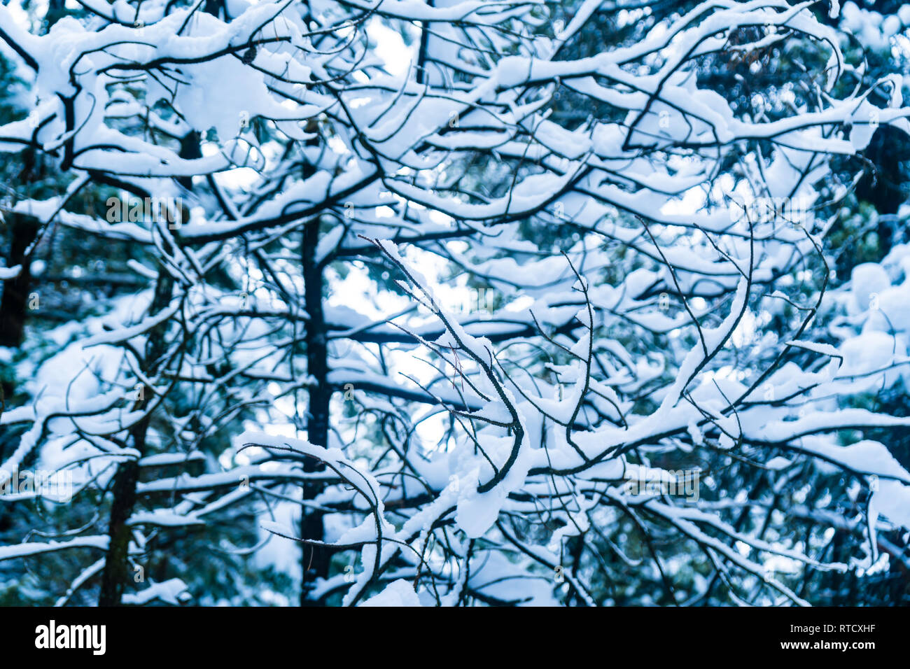 Rami coperti di neve, bellissimo modello di natura e paesaggio vicino. Il blu e il verde delle sfumature di colore. Forest dopo la nevicata e tempesta di neve. Foto Stock