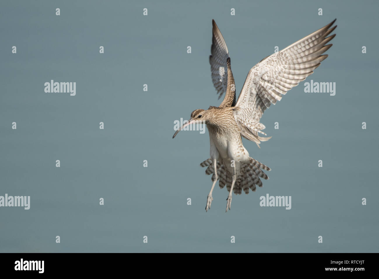 Whimbrel / Numenius phaeopus Foto Stock