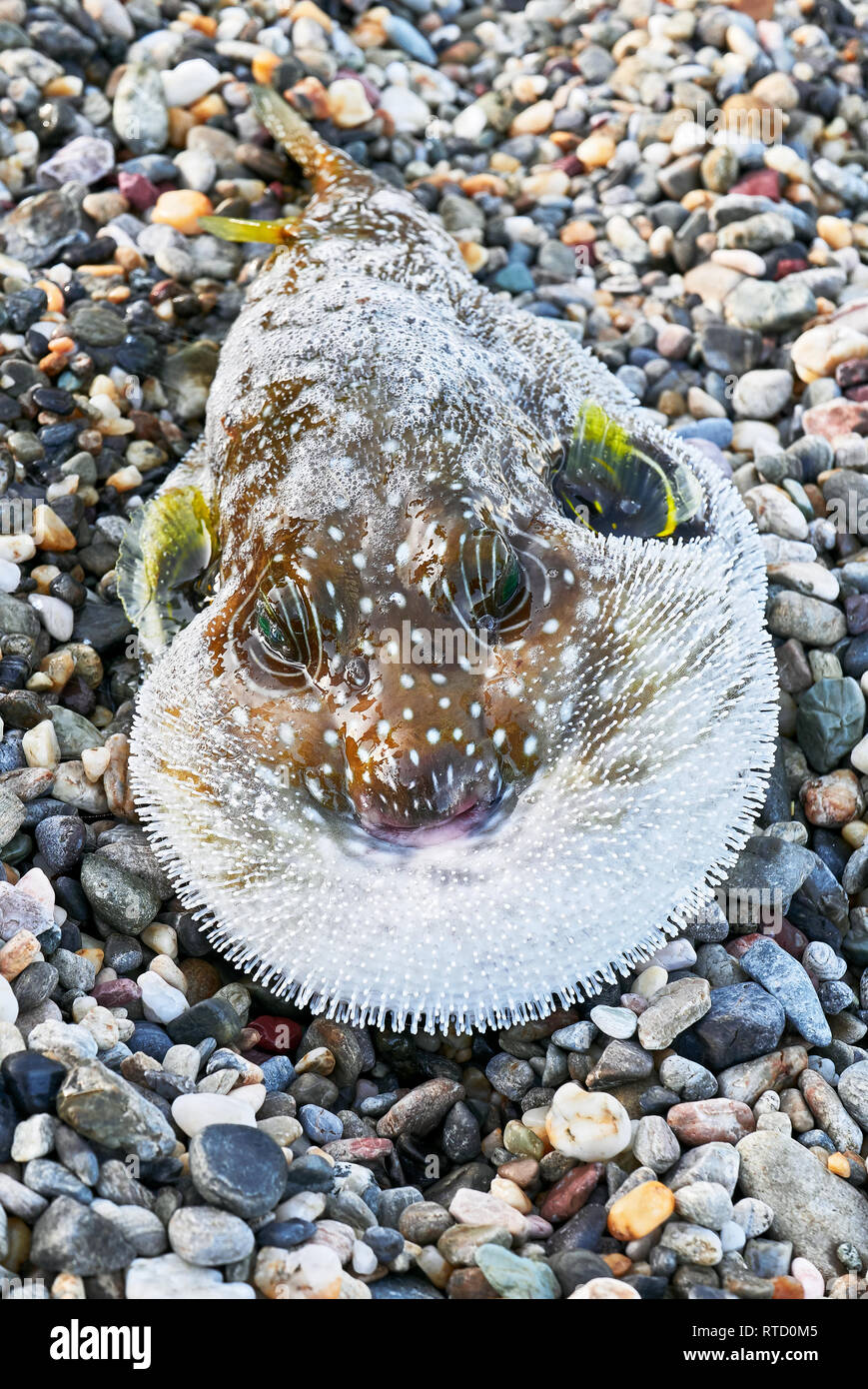 Close-up di un colore marrone bruciato pufferfish con piccole pinne gialle, posa su una spiaggia, appena catturato in una rete da pescatori nelle Filippine Foto Stock