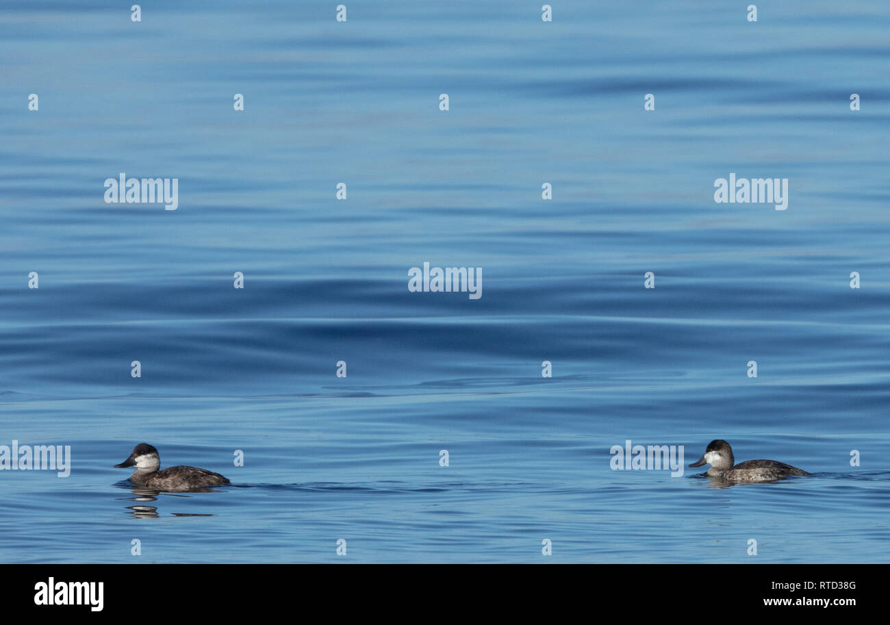 Due rubicondo anatre (Oxyura jamaicensis) con acqua blu di sfondo e un sacco di spazio di copia Foto Stock