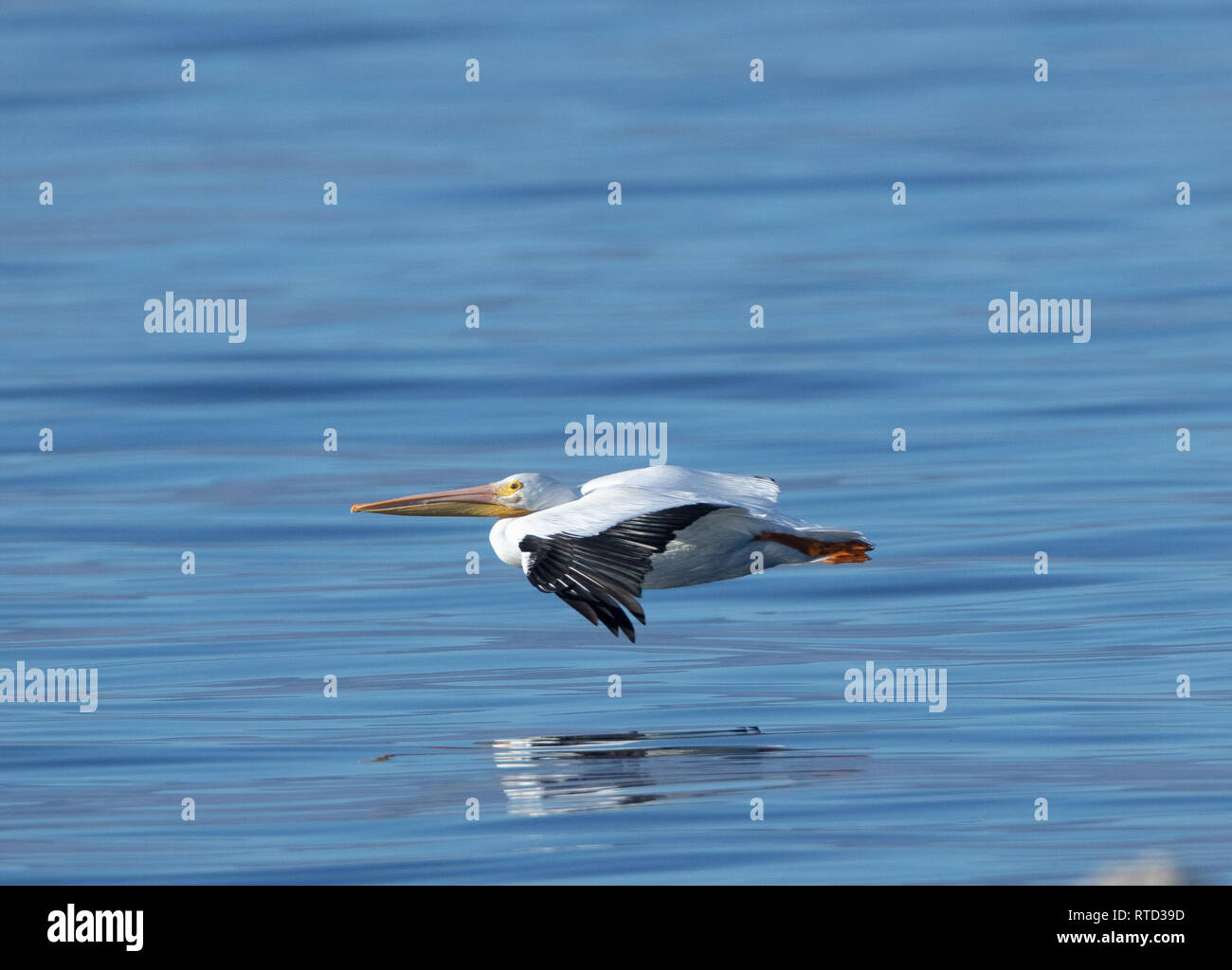 Un Americano bianco pelican volando a bassa quota sopra una Salton Sea Foto Stock