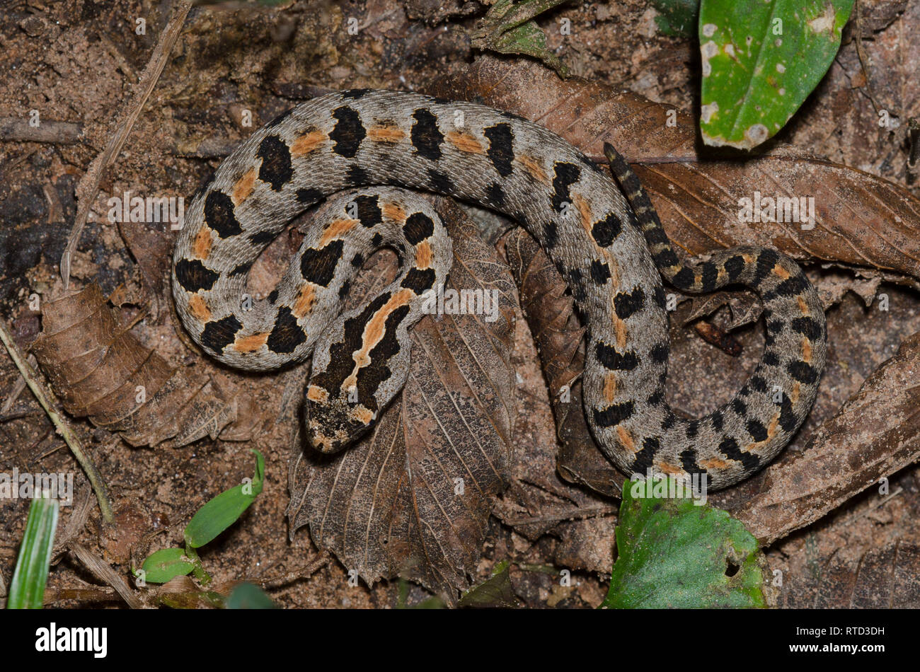 Western Rattlesnake pigmeo, Sistrurus miliarius Foto Stock