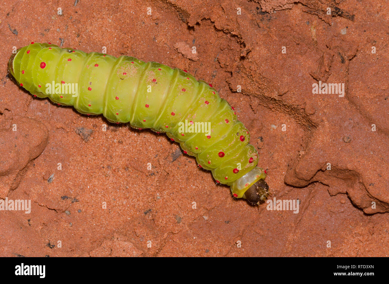 Luna Moth, Actias luna, larva Foto Stock