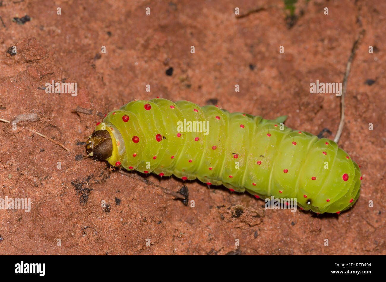 Luna Moth, Actias luna, larva Foto Stock