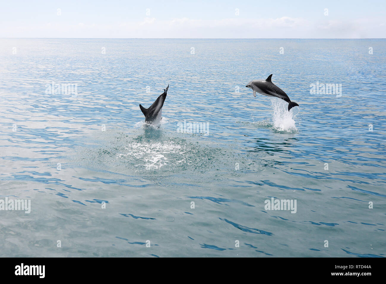 Dusky i delfini nuotare e saltare in Oceano Pacifico appena al largo di Kaikoura Nuova Zelanda Isola del Sud Foto Stock