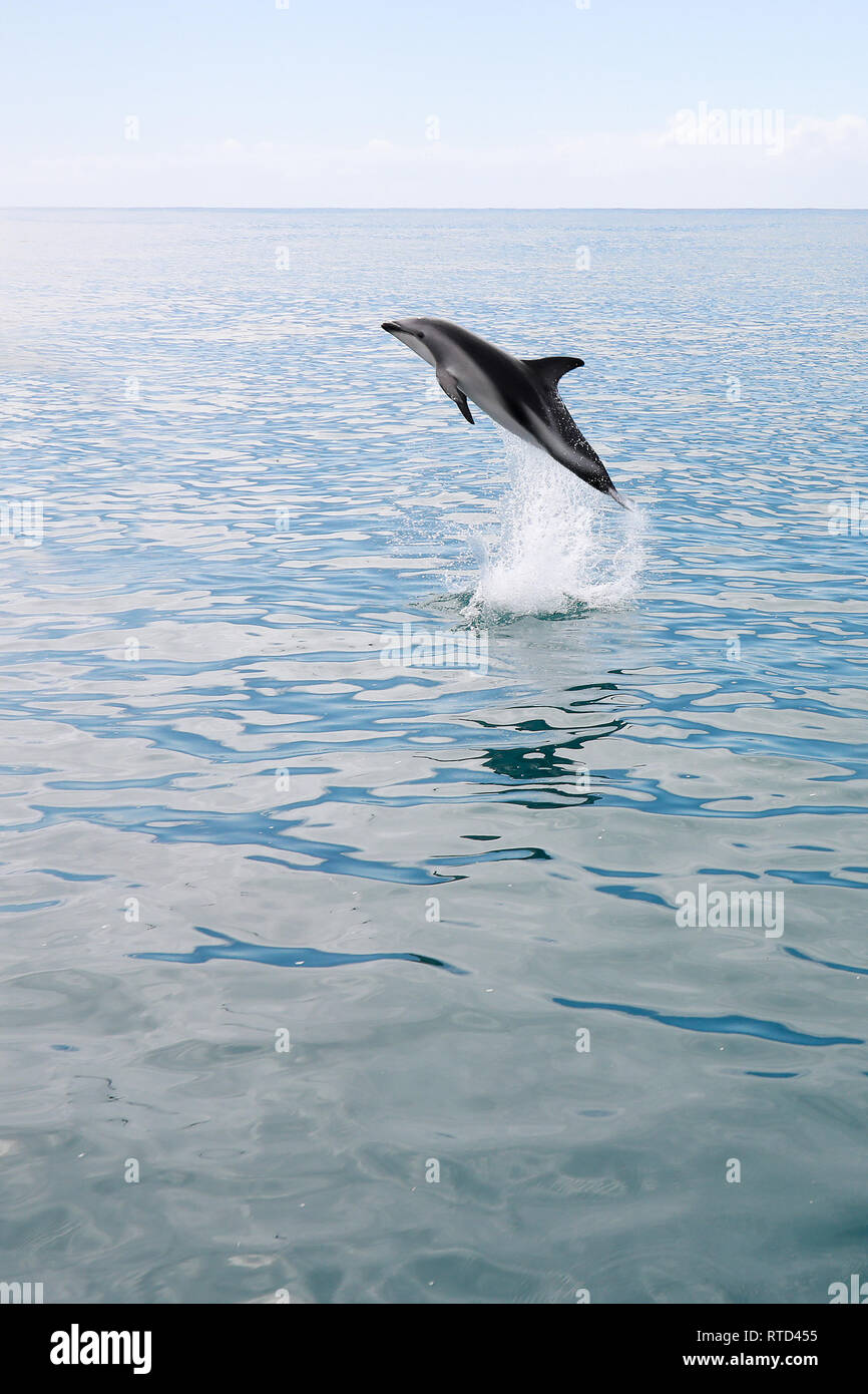 Dusky i delfini nuotare e saltare in Oceano Pacifico appena al largo di Kaikoura Nuova Zelanda Isola del Sud Foto Stock