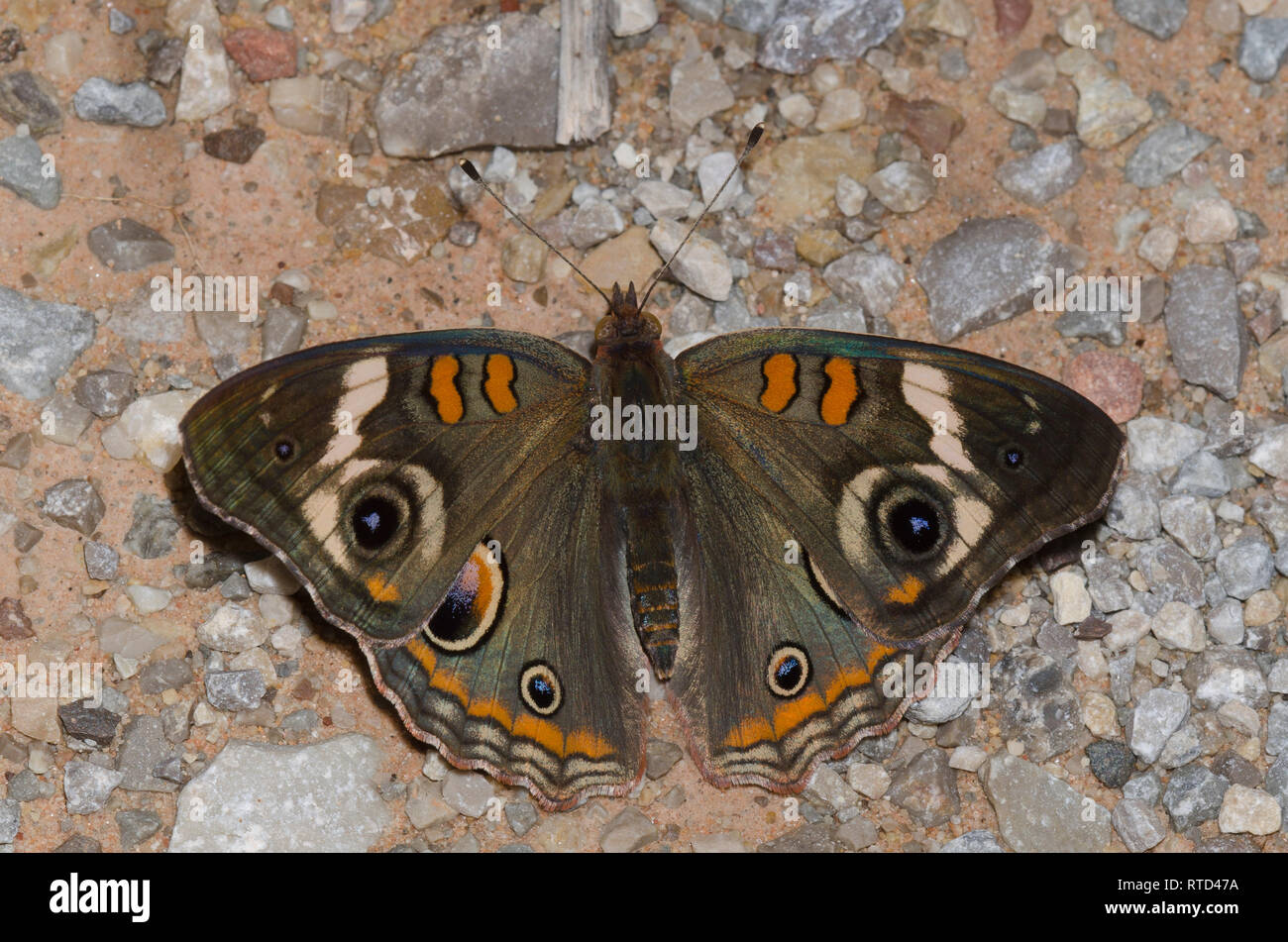 Comune di Buckeye, Junonia coenia, fango-copertura Foto Stock