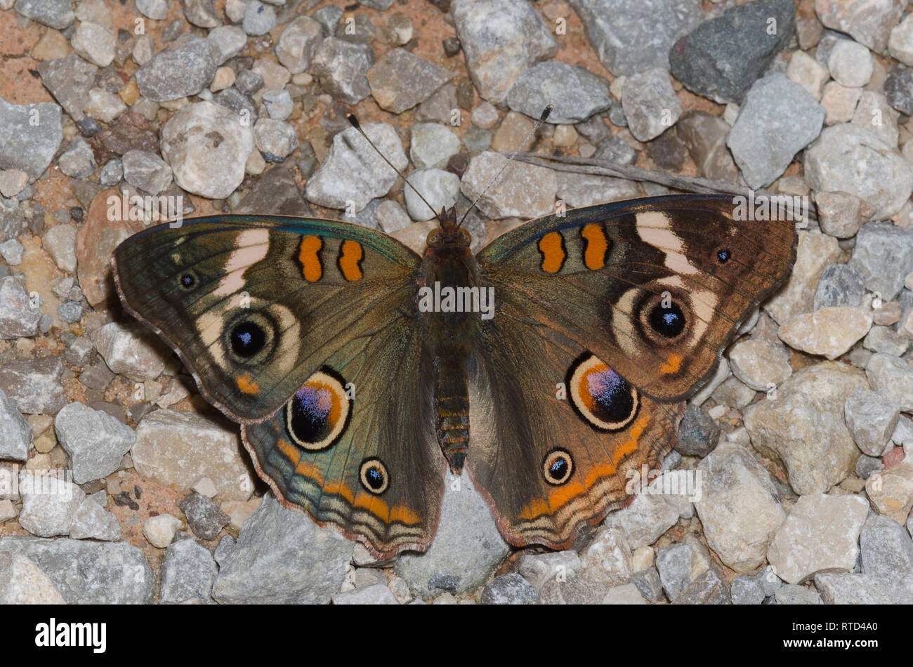 Comune di Buckeye, Junonia coenia, fango-copertura Foto Stock
