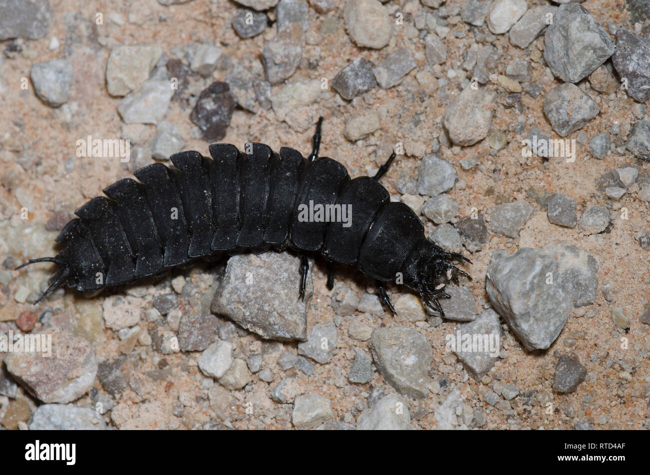 Massa, Coleotteri Carabidi familiari, larva Foto Stock