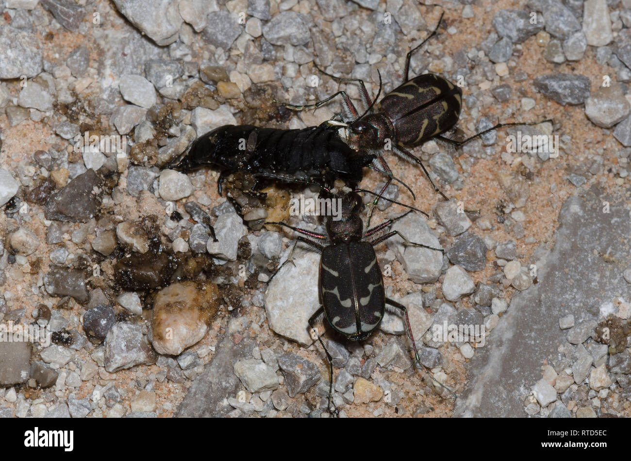 Obliquo-rivestita Tiger Coleotteri, Cicindela tranquebarica, scavenging roadkill sul Foto Stock