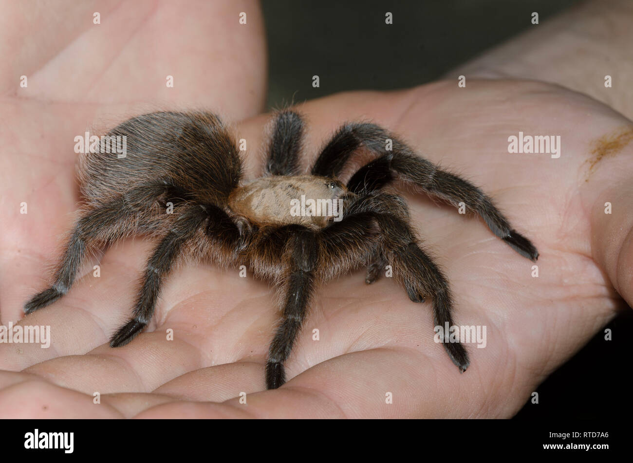 32 anno vecchio azienda appena estratta Oklahoma Brown Tarantola, Aphonopelma hentzi Foto Stock