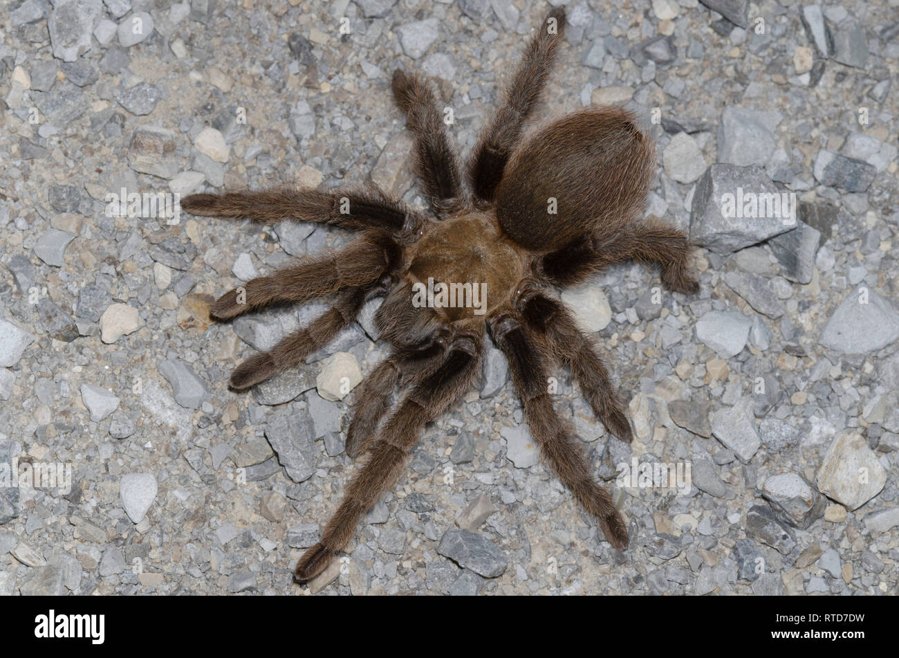 Oklahoma Brown Tarantola, Aphonopelma hentzi, penultima maschio Foto Stock