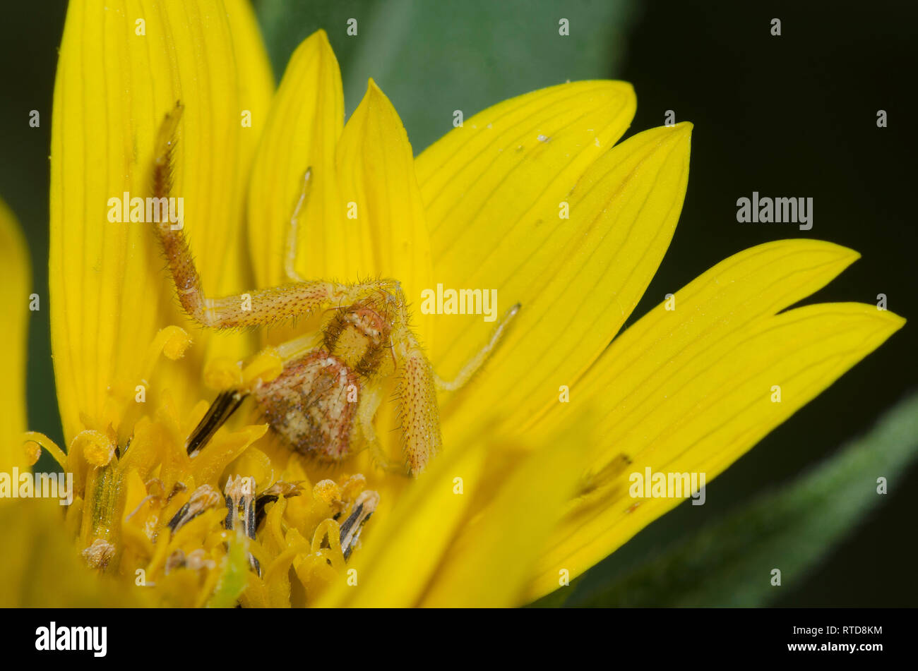 Il ragno granchio, Mecaphesa sp., in agguato in Maximilian, girasole Helianthus maximiliani Foto Stock