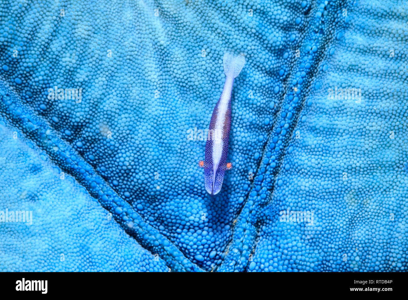 Starfish gamberetti, Zenopontonia soror precedentemente Periclimenes soror, vivendo sulla parte inferiore di un mare blu star, Linckia laevigata. Uepi, Isole Salomone Foto Stock