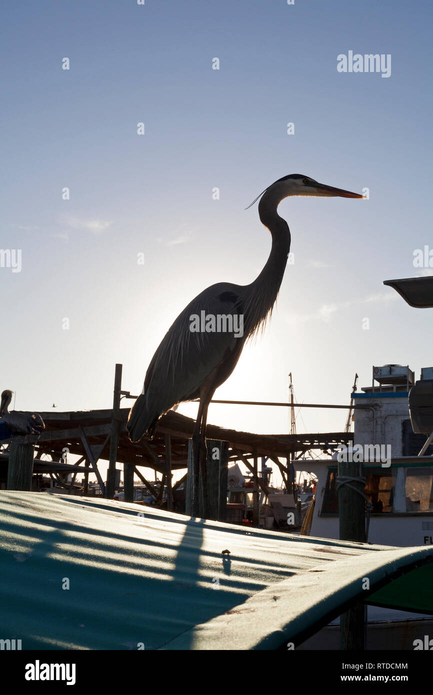 Un airone blu sorge su un pesce persico vicino a Anna Maria Island, Florida, Stati Uniti d'America. Foto Stock