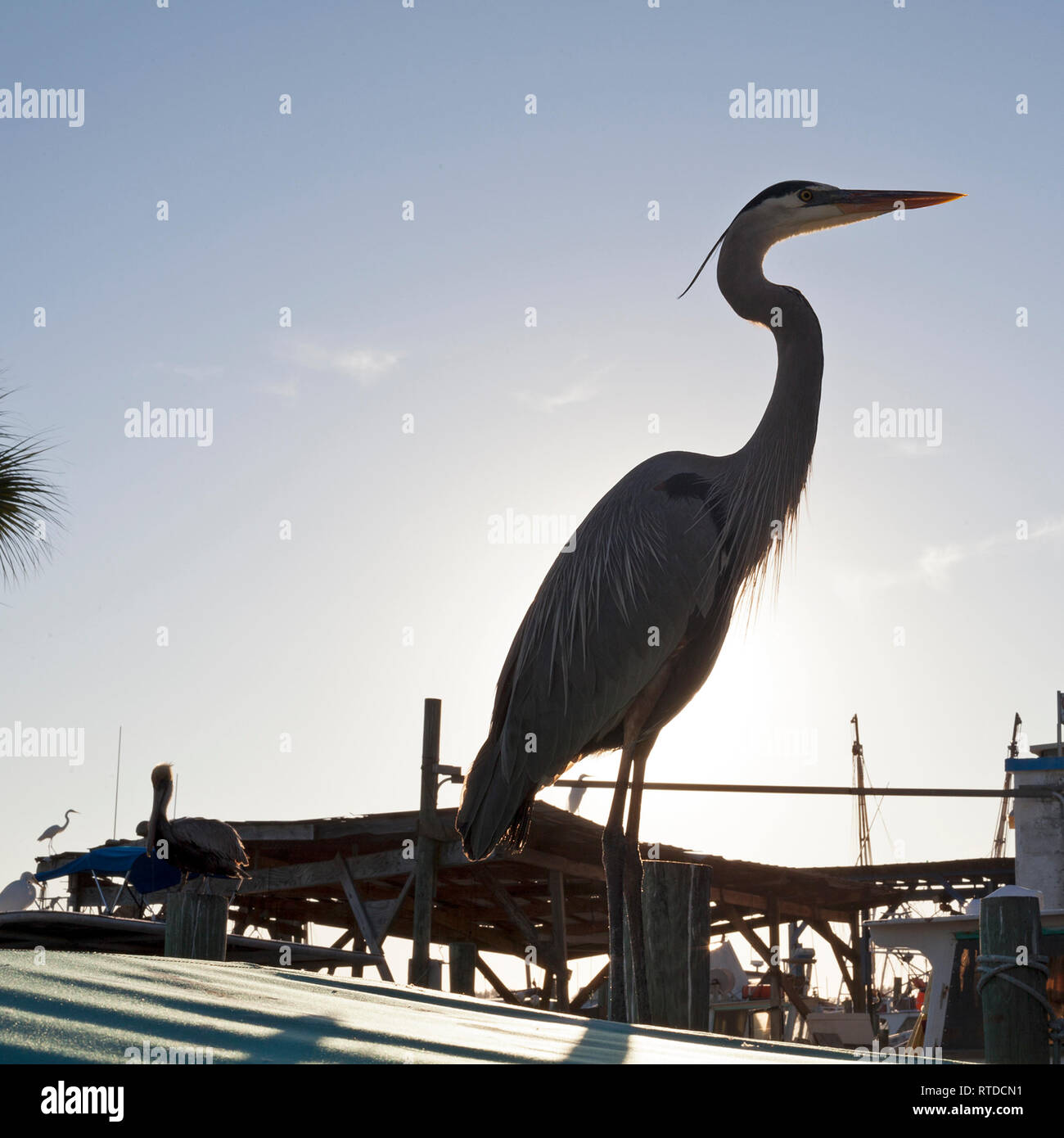 Un airone blu sorge su un pesce persico vicino a Anna Maria Island, Florida, Stati Uniti d'America. Foto Stock