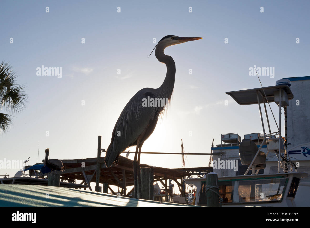 Un airone blu sorge su un pesce persico vicino a Anna Maria Island, Florida, Stati Uniti d'America. Foto Stock