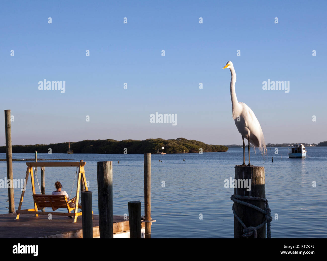 Un grande airone bianco si erge su un pesce persico in legno nei pressi di Anna Maria Island, Florida, Stati Uniti d'America. Foto Stock