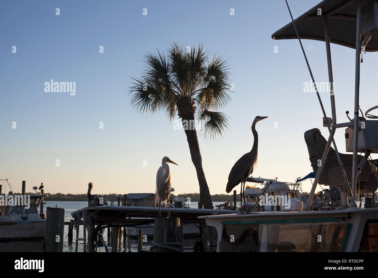 Un airone blu sorge su un pesce persico vicino a Anna Maria Island, Florida, Stati Uniti d'America. Foto Stock
