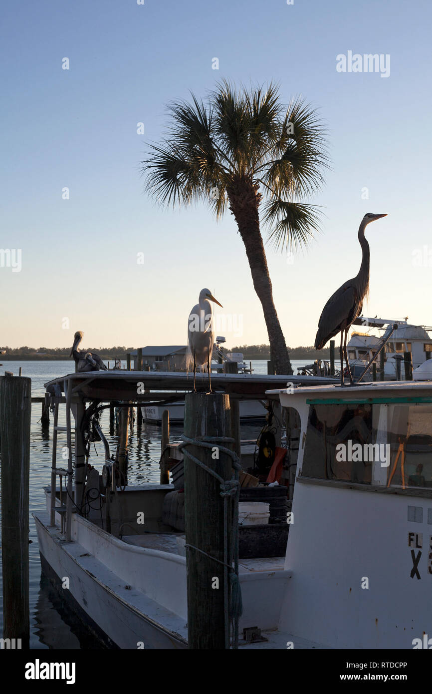 Un airone blu sorge su un pesce persico vicino a Anna Maria Island, Florida, Stati Uniti d'America. Foto Stock