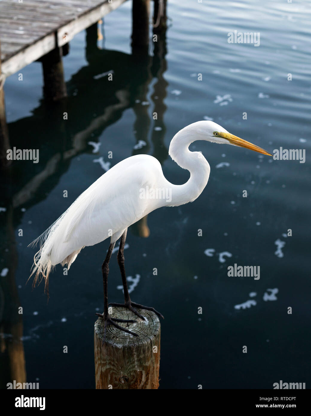 Un grande airone bianco si erge su un pesce persico in legno nei pressi di Anna Maria Island, Florida, Stati Uniti d'America. Foto Stock
