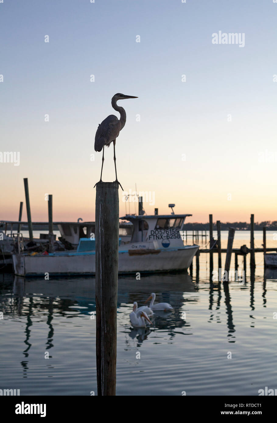 Un airone blu sorge su un pesce persico vicino a Anna Maria Island, Florida, Stati Uniti d'America. Foto Stock