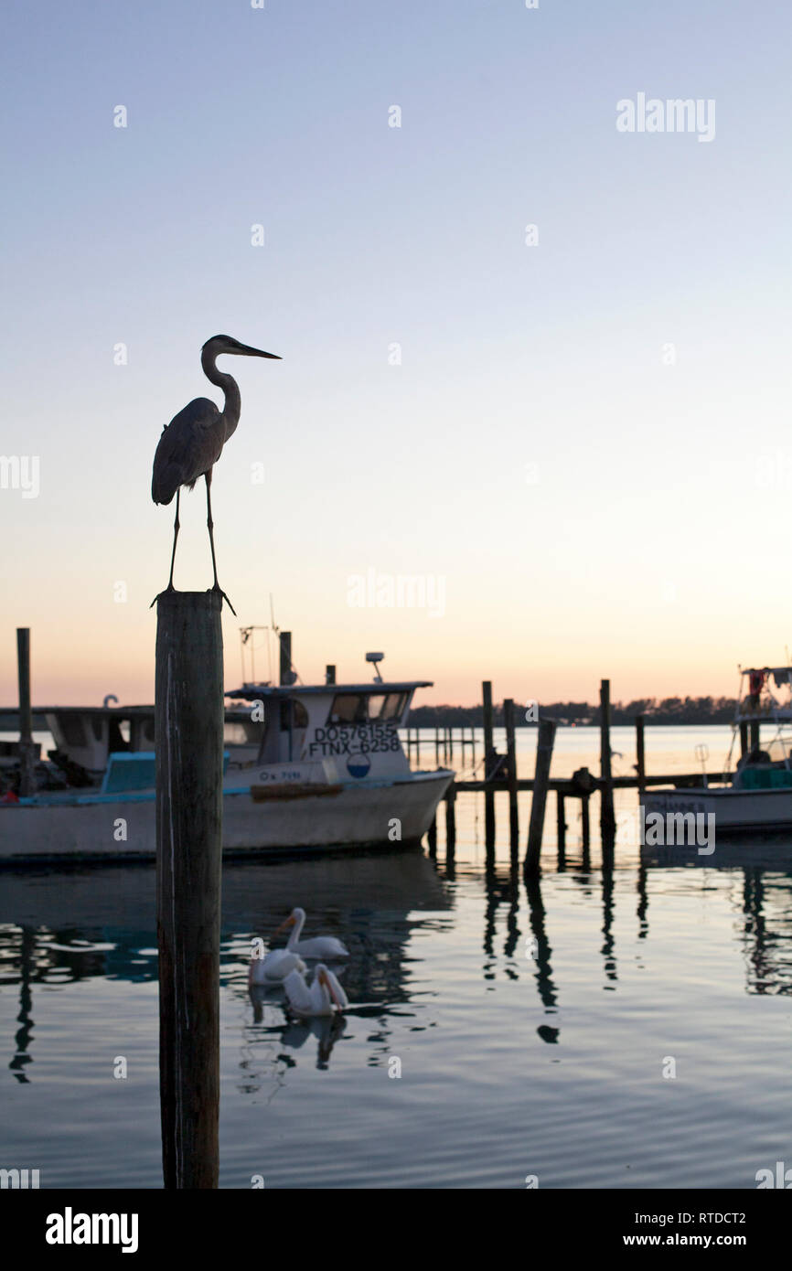 Un airone blu sorge su un pesce persico vicino a Anna Maria Island, Florida, Stati Uniti d'America. Foto Stock