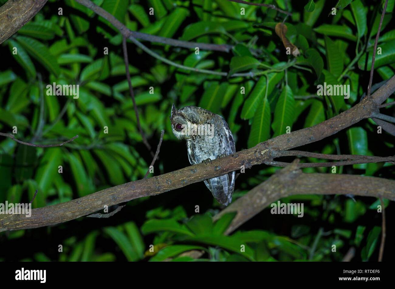 Acciuffato Assiolo (Otus bakkamoena) su albero di notte Foto Stock