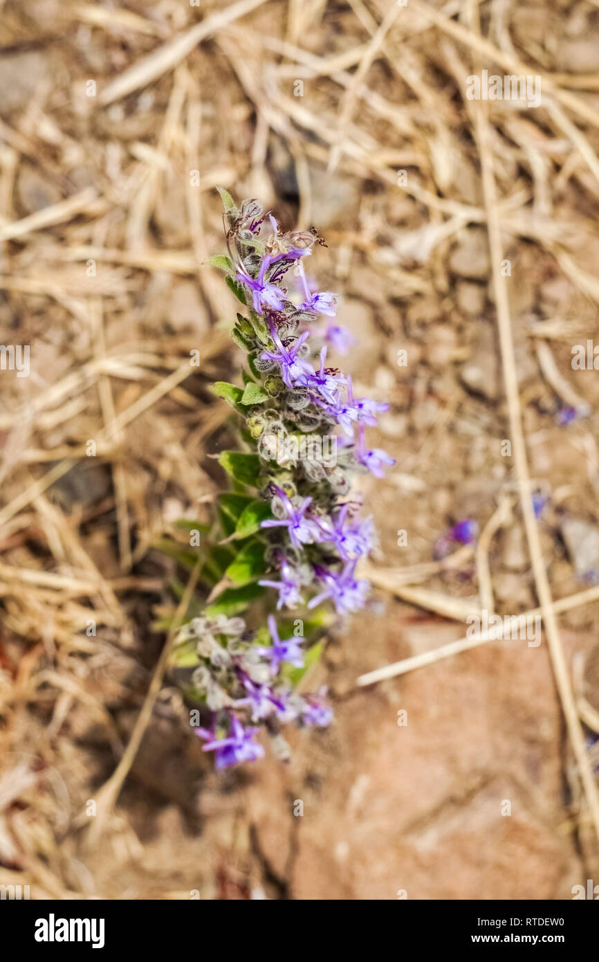 Aceto (erbaccia Trichostema lanceolatum, Lippenblütler) fiore, forte odore di  aceto, California Foto stock - Alamy