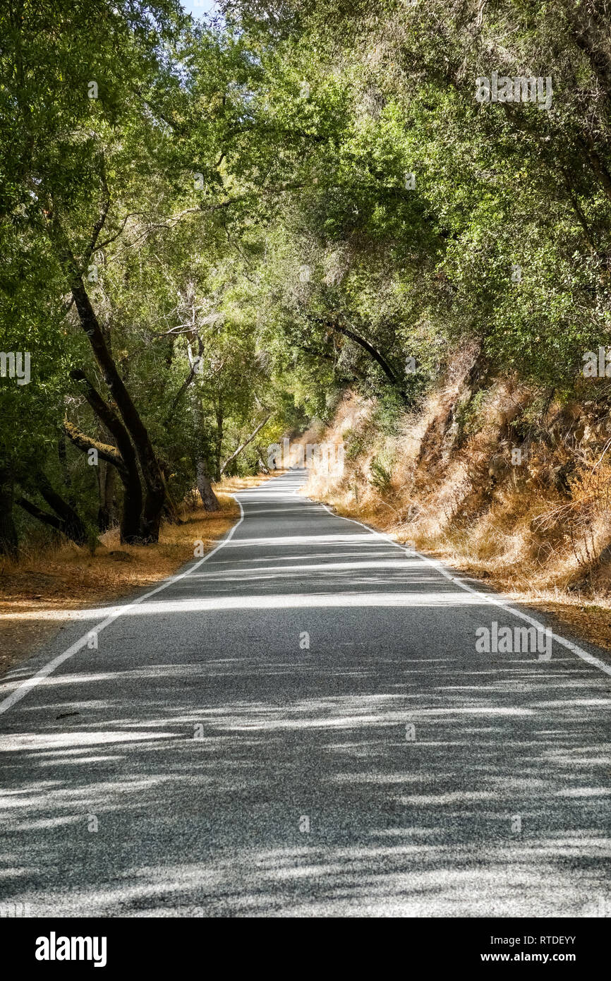 Scenic colpo di stretta strada lungo gli alberi della foresta, Henry W. Coe State Park, California Foto Stock