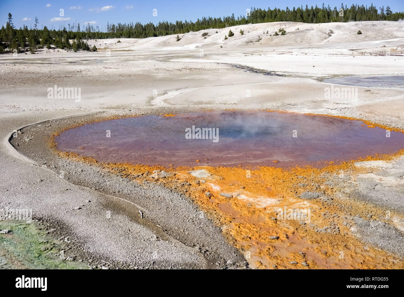 Coloratissima primavera calda in Norris Geyser Basin, il Parco Nazionale di Yellowstone Foto Stock