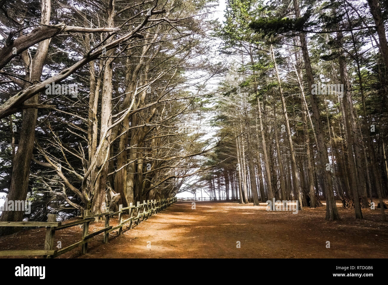 Cipressi foresta vicino Moss Beach, California Foto Stock