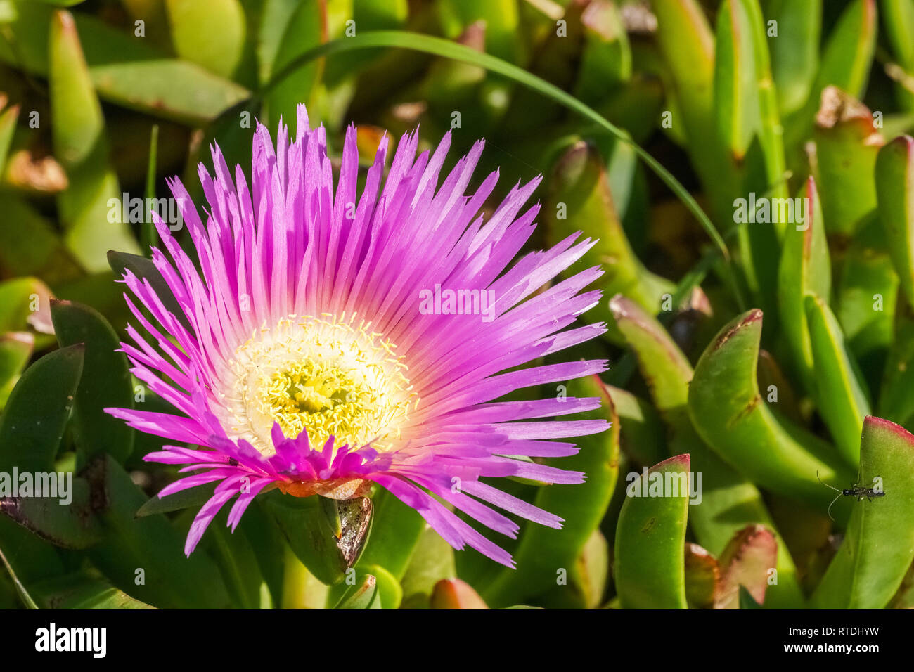 Viola impianto di ghiaccio, California Foto Stock