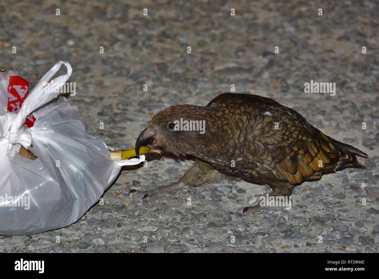 Orologio notturno Kea parrot (Nestor notabilis) in Nuova Zelanda ruba garbage in corrispondenza di un sito di camp. Foto Stock